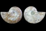 Cut & Polished Ammonite Fossil - Agatized #82325-1